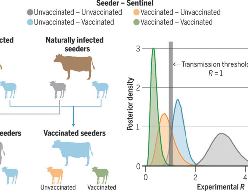 BCG vaccination reduces bovine tuberculosis transmission, improving prospects for elimination