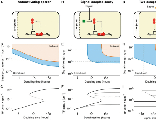 Growth rate controls the sensitivity of gene regulatory circuits