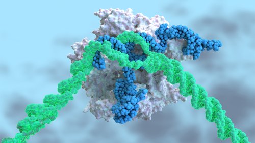 CRISPR injected into the blood treats a genetic disease for first time