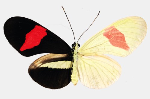 Surprise RNAs solve mystery of how butterfly wings get their colorful patterns