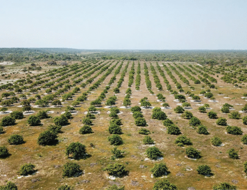 EU deforestation law overlooks emerging crops