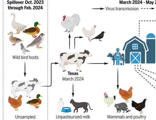 Emergence and interstate spread of highly pathogenic avian influenza A(H5N1) in dairy cattle in the United States