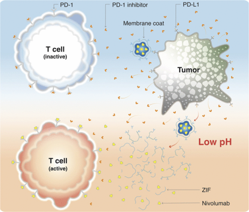 Sustained and targeted delivery of checkpoint inhibitors by metal-organic frameworks for cancer immunotherapy