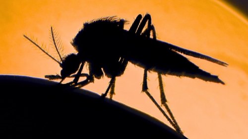 Scientists reveal why mosquitoes bite some people more than others