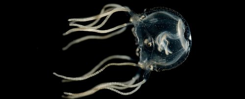 This Jellyfish Can Remember The Past... Even Without a Brain