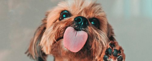 Should You Let Your Dog Lick Your Face? Here's The Science