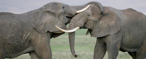 Amazing Discovery Claims Elephants Have Specific 'Names' For Each Other