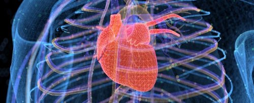 The Human Heart Can Repair Itself, And We Now Know Which Cells Are Crucial For It