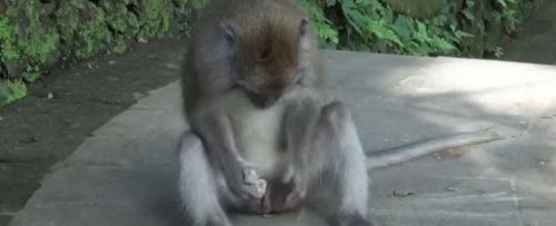 With Little Else to Do in Bali, Monkeys Have Found a Way to Make Sex Toys
