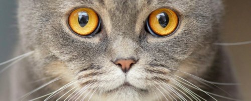 Mysterious Link Between Cats And Schizophrenia Is Real, Study Finds