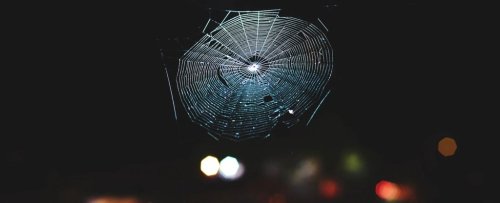 Scientists Translated Spiderwebs Into Music, And It's Beyond Stunning