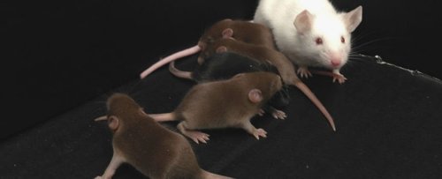 Scientists Have Bred Male Mice With No Y Chromosomes - And They Can Still Reproduce