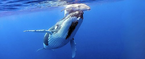 Whale Pee Transports Nutrients Across Thousands of Miles, Study Reveals