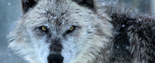 A Strange Thing Happens to Wolves Infected by Infamous Mind-Altering Parasite