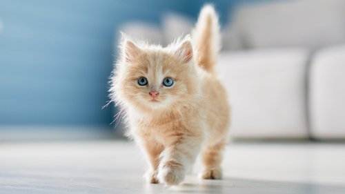 Scientists find a surprising link between cats, happiness across 93 countries