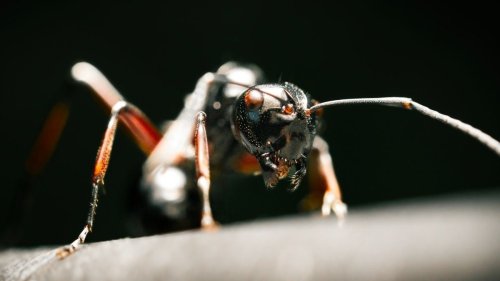 Air Pollution Is Wreaking Havoc on Ants, And The Effects Are Alarming | Flipboard