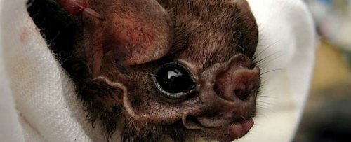 These Brazilian Vampire Bats Have Started Feeding on Humans For The First Time
