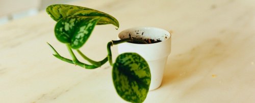 6 Idiot-Proof Houseplants That Can Live For Weeks Without Water