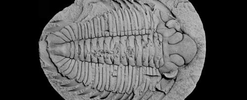 Fossil of a Trilobite Discovered With Its Last Meal Still Visible Inside