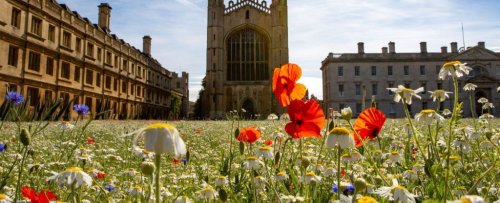 Replacing Your Lawn With Wildflowers Has Loads of Benefits