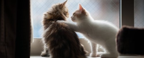 Cats Remember Each Other's Names, Japanese Study Suggests