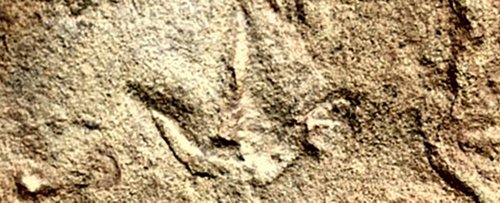 Mysterious Bird-Like Footprints in Africa Predate The Existence of Birds