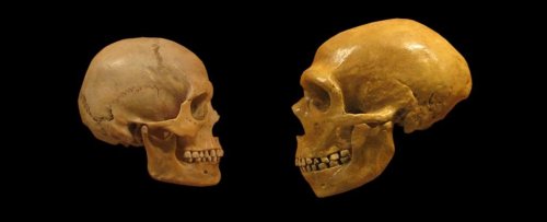 Scientists May Have Found a Key Shift Between The Brains of Humans And Neanderthals