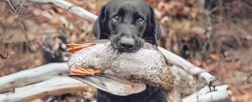Pet Dogs Are Great For Our Health But They Have a Dark Side Too