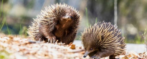 Researchers Have Recorded Rare Sounds of Echidnas Cooing, And We Can't Even Deal