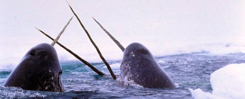 Narwhals Are So Weird, Scientists Used Chaos Theory to Explain Their Behavior