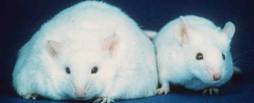 New Drug Mimics Exercise, Causing Obese Mice to Burn Fat And Lose Weight