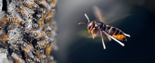 Bees Witnessed Using Tools in Nature For The First Time... And It's Really Gross