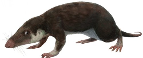 Reconstruction of The First Mammal's Genome Suggests It Had 38 Chromosomes