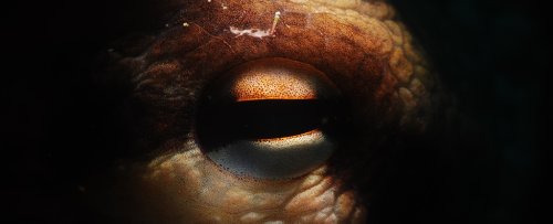 Octopus Farming Is Deeply Disturbing. A Professor Explains Why.