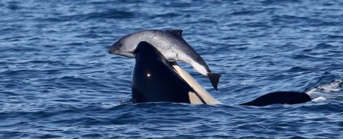 Orcas Are Bullying Porpoises to Death in The Pacific For No Clear Reason