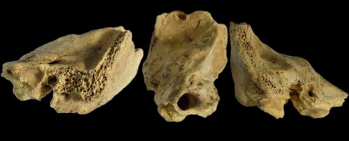 Fossilized Bone of Neanderthal With 'Down Syndrome' Challenges Ideas of Prehistoric Care