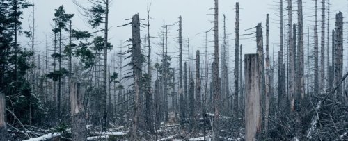 First Study of Its Kind Finally Reveals How Dying Trees Affect Earth's Carbon Cycle