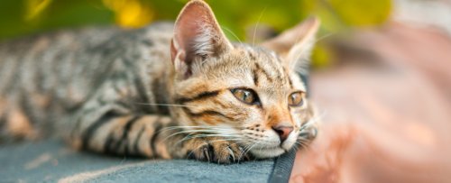 A Single Injection Could Potentially Replace Neutering For Female Cats