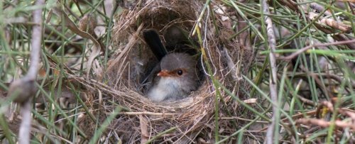In an Incredible Discovery, Wrens Teach Their Babies to Sing Before They're Hatched
