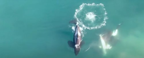 Watch A Great White Become an Orca's Lunch in World-First Footage