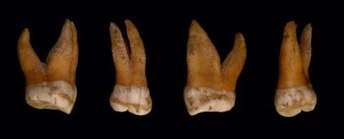 New Study of Neanderthal And Denisovan DNA Reveals a Surprising Link to Men Today