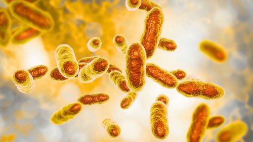 Uranium-Eating Bacteria May Help Clean Up Radioactive Contamination