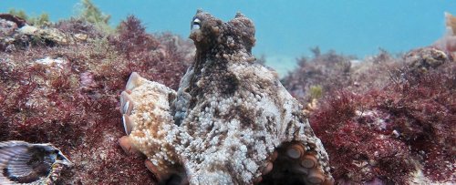 Biologists Have Discovered an Underwater Octopus City And They're Calling It Octlantis