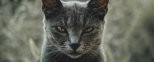 Scientists Developed a Questionnaire to Find Out if Your Cat Is a Psychopath