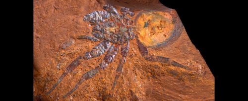 Fossil of a 'Giant' Trapdoor Spider Found in Australia, And Just Look at It!