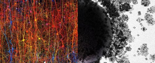 The Human Brain Can Create Structures in Up to 11 Dimensions