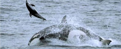 Orcas Have Learned Brutal New Hunting Techniques to Feed in The Open Sea