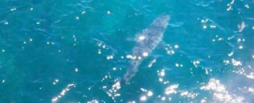 Great White Shark Claimed to Be 7 Metres (!!) Spotted Off The Coast of Australia
