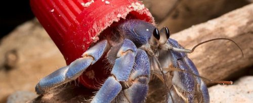 More And More Hermit Crabs Are Wearing Trash as a Home Instead of Shells