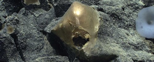 Mysterious Golden Orb Found at The Bottom of The Ocean